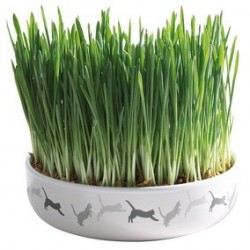 Ecuelle en ceramique avec herbe a chats D 15 x 4 cm, 50 g de graines